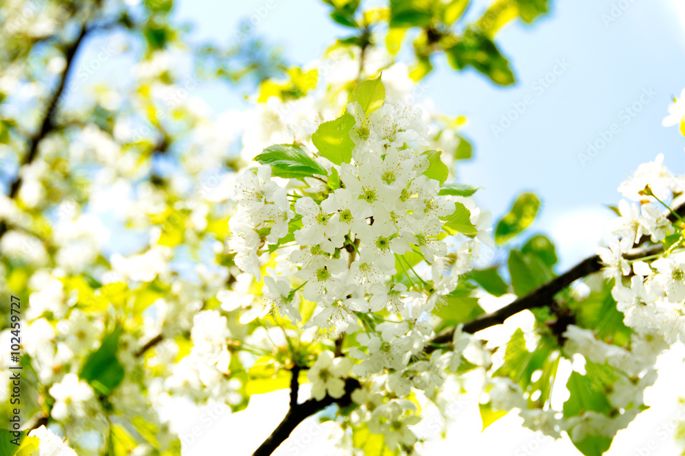 Obraz premium Kirschbaum mit Blüten