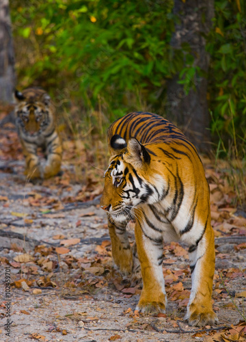 Fototapeta Naklejka Na Ścianę i Meble -  Wild tiger in the jungle. India. Bandhavgarh National Park. Madhya Pradesh. An excellent illustration.
