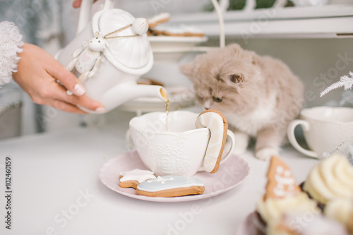 Canvas Print Nice selkirk rex cat looking into tea cup on table