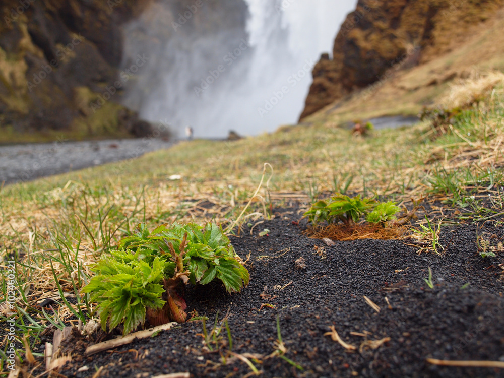 Fototapeta premium Island, Skógafoss im Hintergrund, im Vordergrund hervor gehoben eine kleine grüne Pflanze
