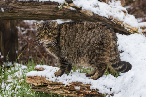 Scottish Wildcat on Tree Branch Covered in Snow. photo