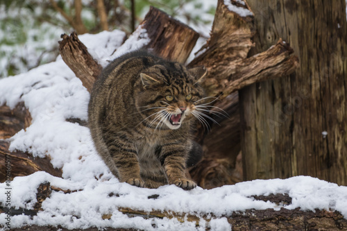 Canvas Print Scottish Wildcat on Tree Branch Covered in Snow.