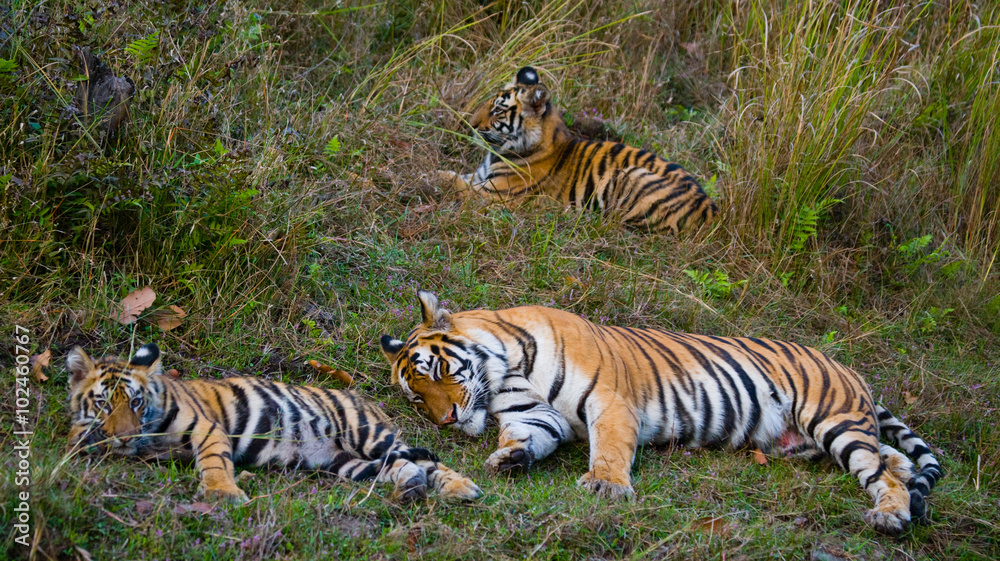 Two wild tigers are lying on grass. India. Bandhavgarh National Park. Madhya Pradesh. An excellent illustration. Two wild tigers are lying on grass. India. Bandhavgarh National Park. Madhya Pradesh. An excellent illustration.