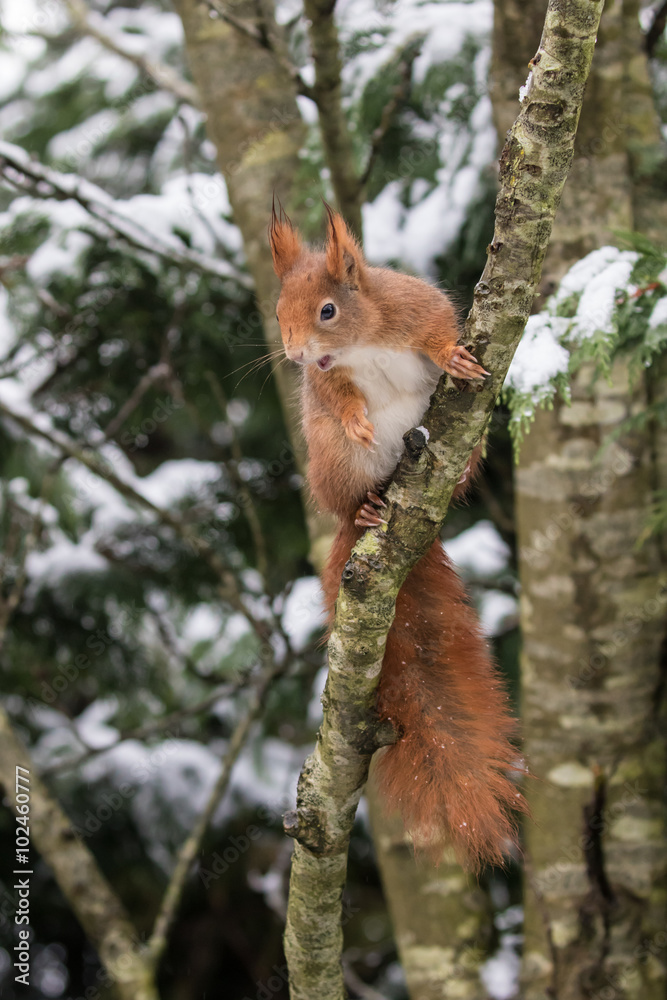 Red Squirrel in Snow