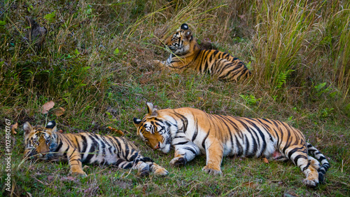 Two wild tigers are lying on grass. India. Bandhavgarh National Park. Madhya Pradesh. An excellent illustration.