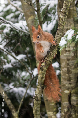 Red Squirrel in Snow