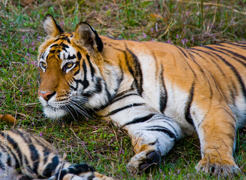 Wild tiger lying on the grass. India. Bandhavgarh National Park. Madhya Pradesh. An excellent illustration.