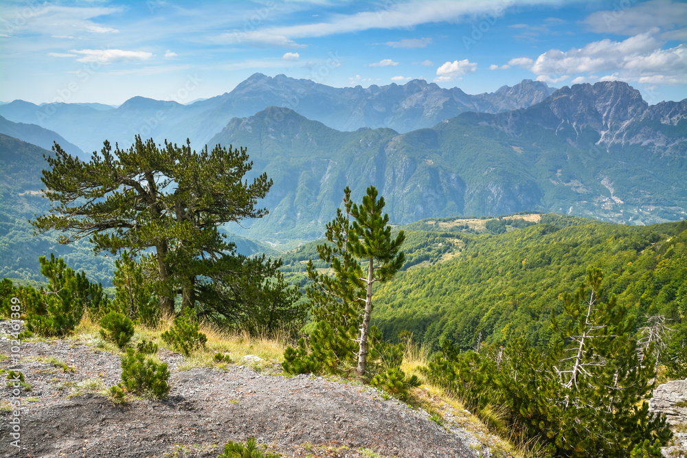 Pine trees on the slope, mountains in the background
