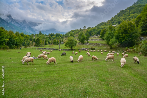 Herd of sheep grazing in the mountains