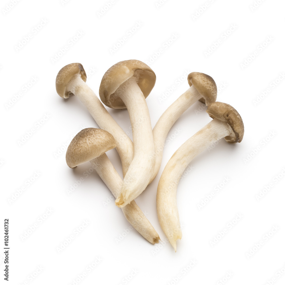 Mushroom on the isolated background. Mushroom on the isolated background.