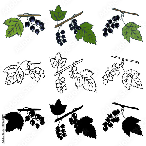 Set of blackcurrant
