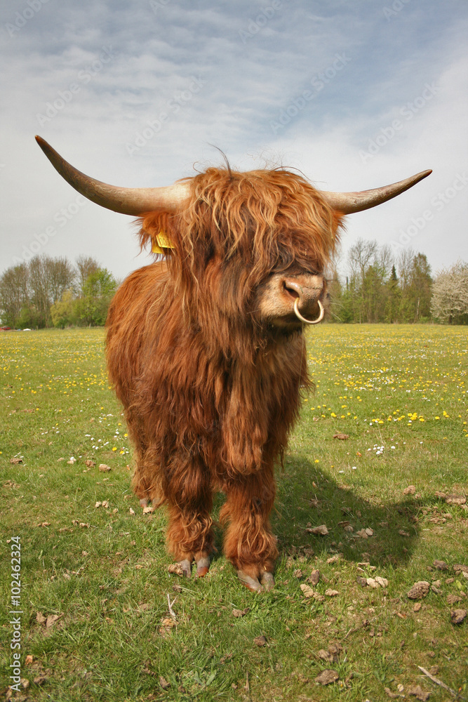 Cow Cow