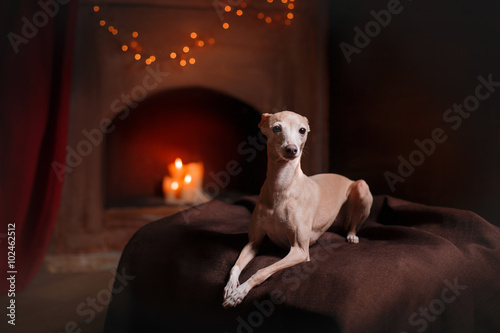 Italian greyhound on a color background in studio