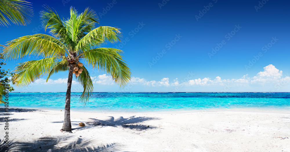 Scenic Coral Beach With Palm Tree Stock Photo | Adobe Stock