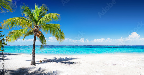 Fototapeta Naklejka Na Ścianę i Meble -  Scenic Coral Beach With Palm Tree
