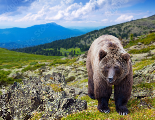 Brown bear in wildness