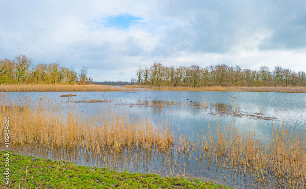 Shore of a lake in sunlight in winter