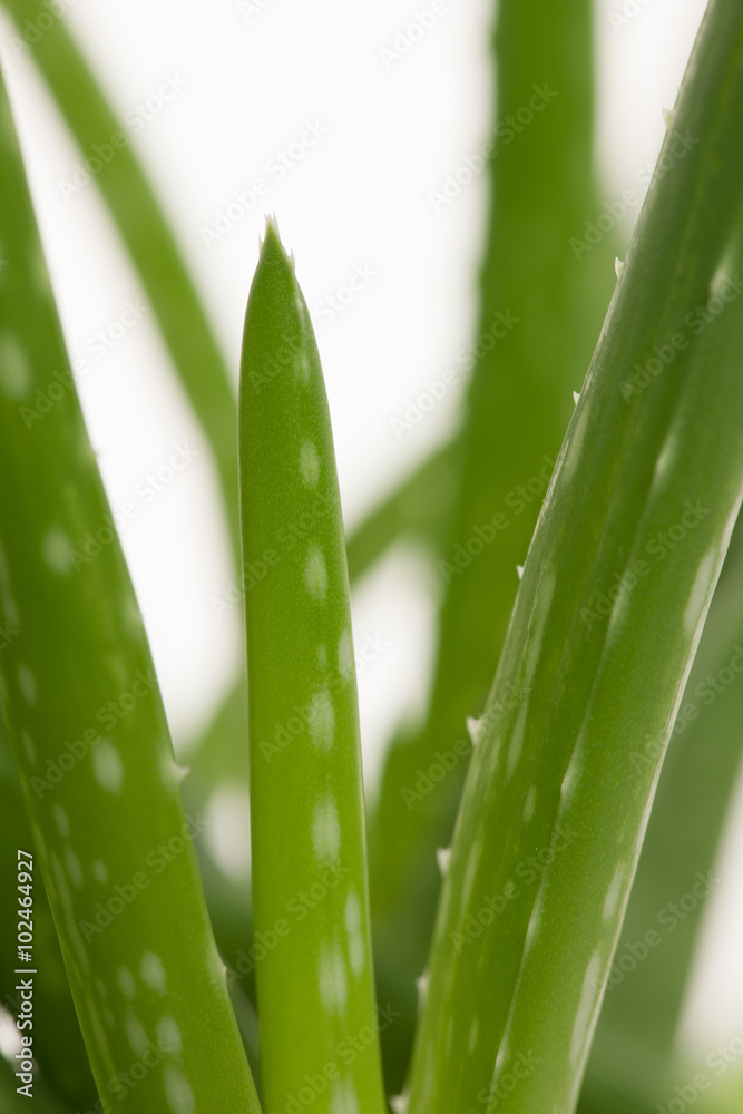 Fototapeta premium Green fresh aloe vera leafs of a growing aloe vera plant isolate