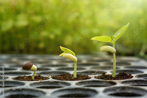 Foto Agriculture , Baby plants seeding - young baby bean plants seedling on  over gre