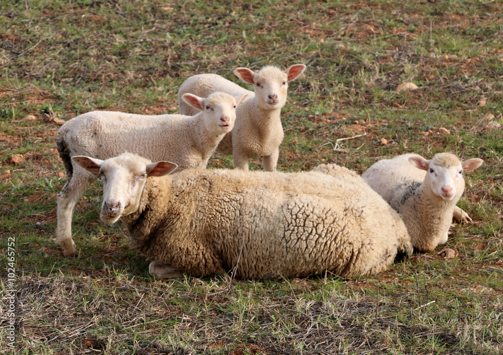 Naklejka premium sheep and calves in the grass