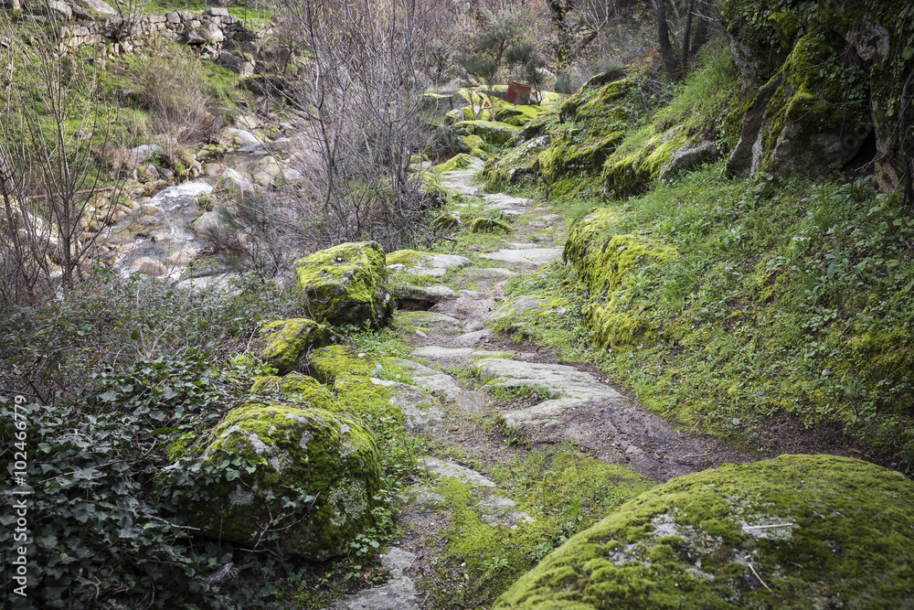 mountain path and stones with moss, Caminho dos Moleiros, Castelo Novo, Portugal mountain path and stones with moss, Caminho dos Moleiros, Castelo Novo, Portugal