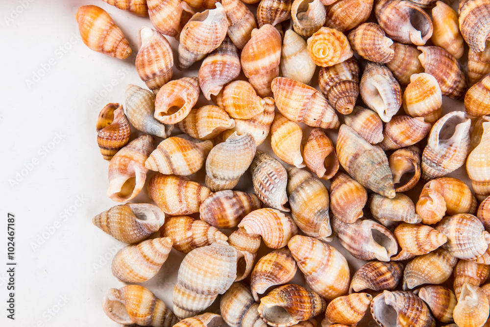 Sea Shells Seashells! - variety of sea shells from beach - panoramic - with large scallop shell.