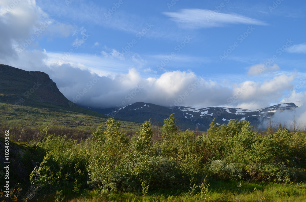 Obraz premium View on subarctic tundra and beech forest in Swedish Lapland