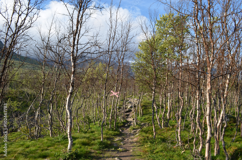 Stony hiking trail through beech forest in mountains in subarctic Swedish Lapland