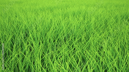 Low flight over grass field