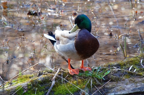 Male mallard duck standing on the rotten log in the water.