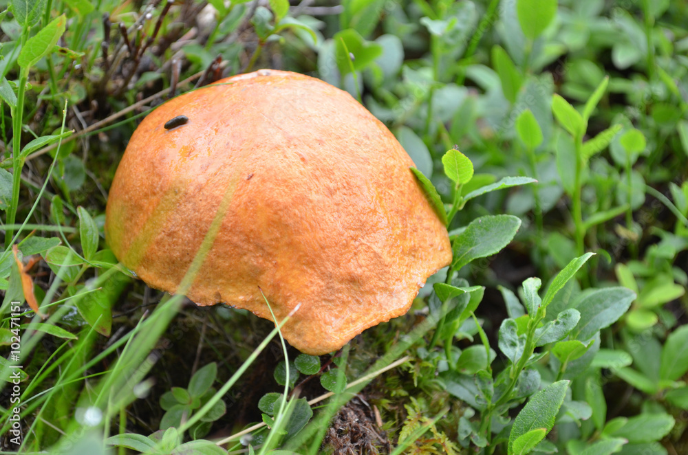 Brown mushroom and blueberry dwarf shrub in subarctic forest, Swedish Lapland Brown mushroom and blueberry dwarf shrub in subarctic forest, Swedish Lapland