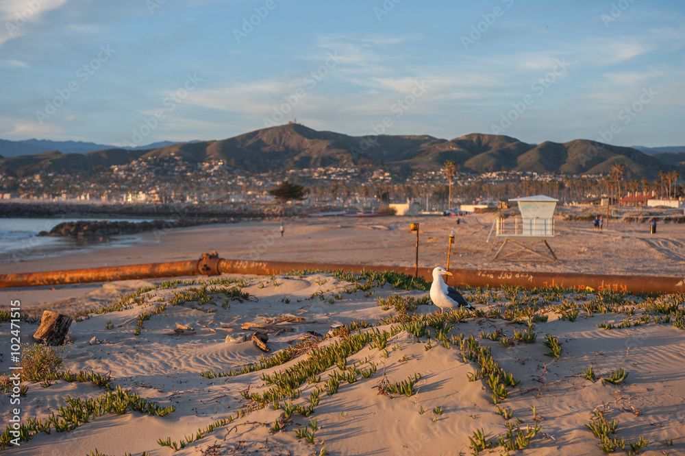 Fototapeta premium Marine bird perched atop a Ventura beach sand dune.