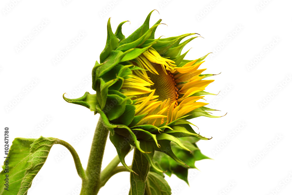 Naklejka premium Closed sunflower