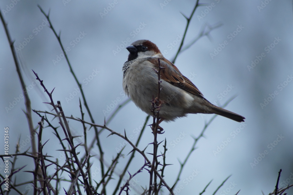 Spatz Haussperling