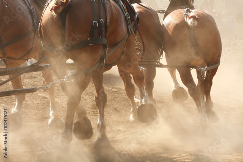 Horses Running through Field, Kicking Up Dirt