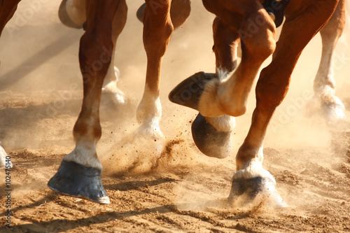Running Horses Hooves