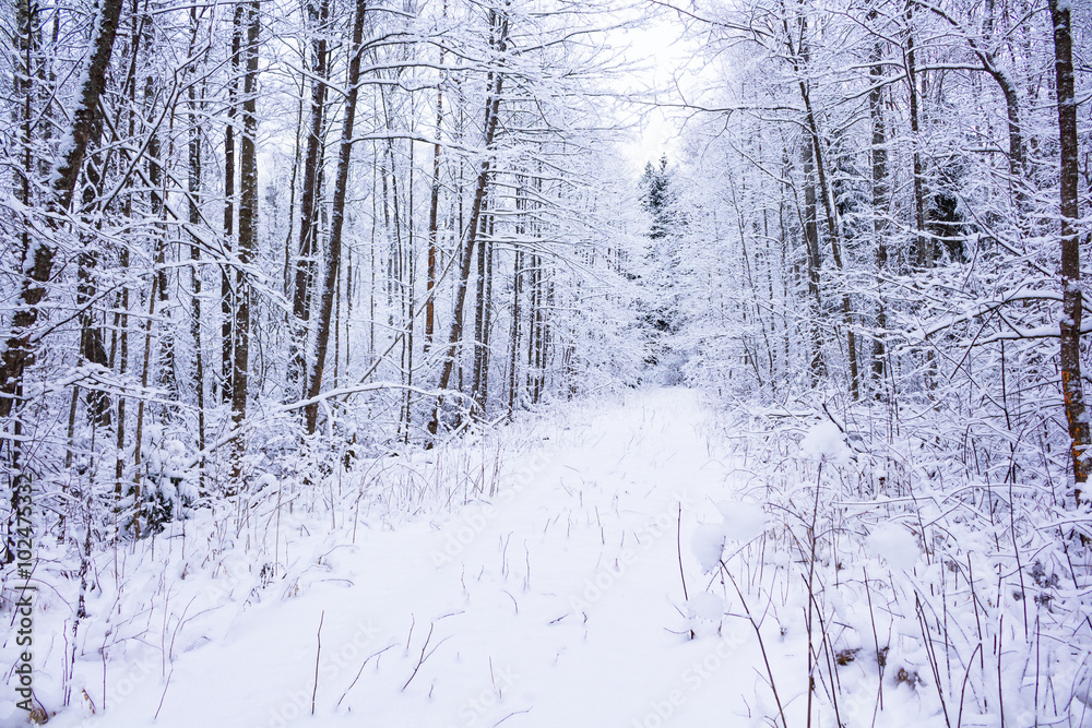 Winter in the forest Winter in the forest