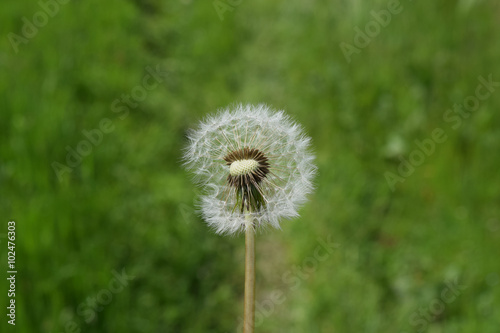 Ripened deflated dandelions in the grass