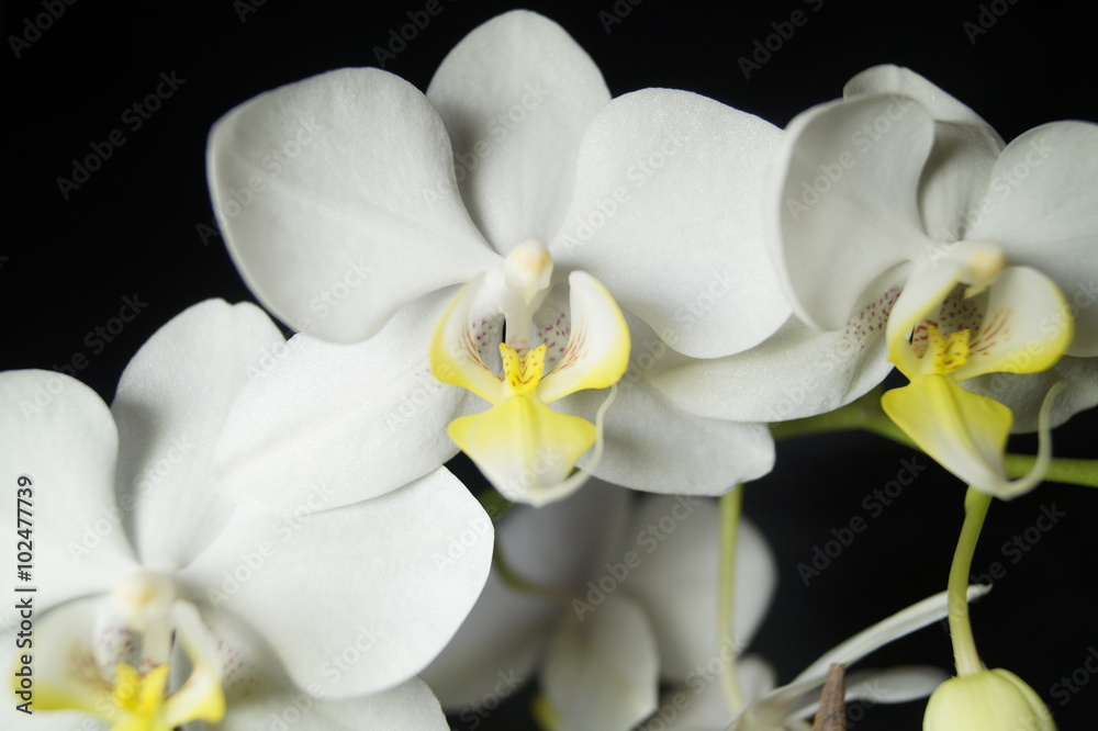 Fototapeta premium weiße Orchidee