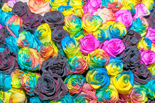 Multicolor rainbow rose flower background   © shujaa_777