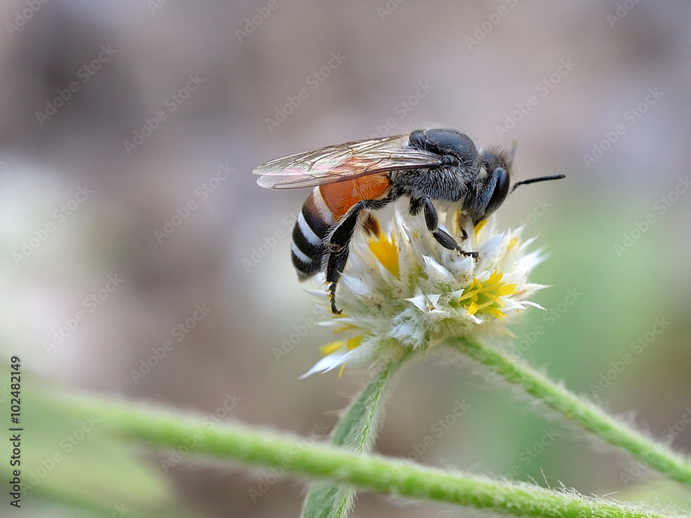 Bee