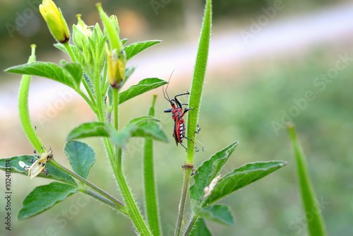 Insect photo