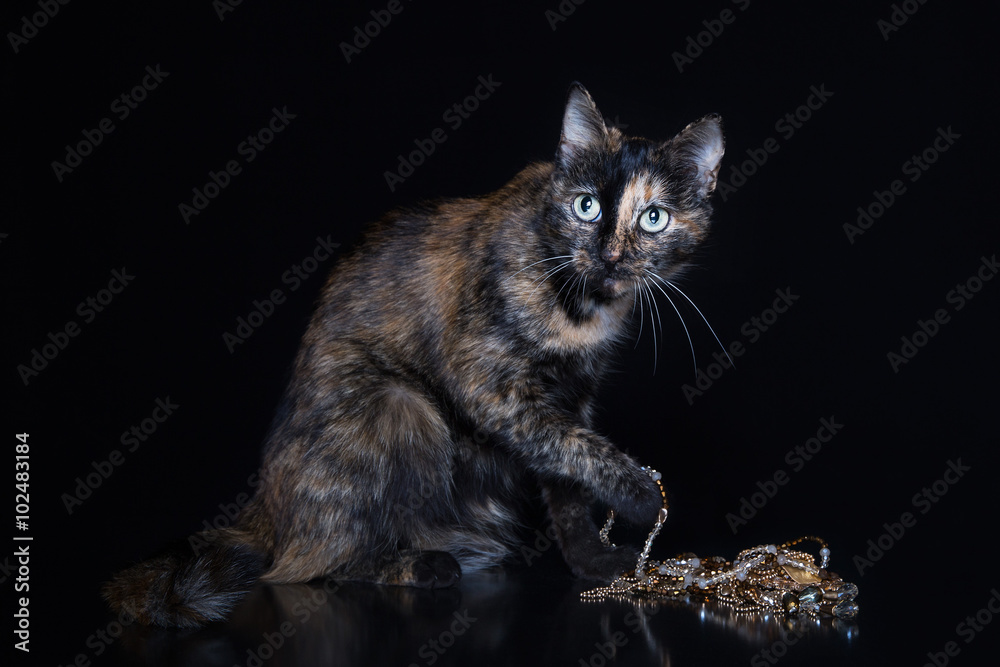 Fototapeta premium Motley cat sits and holds in a paw a jewel on a black background