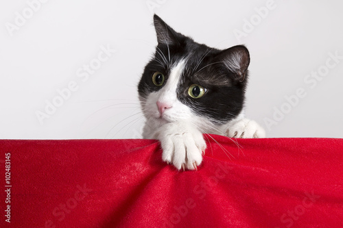 Bilde på lerret Curious cat swung his leg from behind the screen