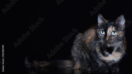 Beautiful cat is sitting on a black background