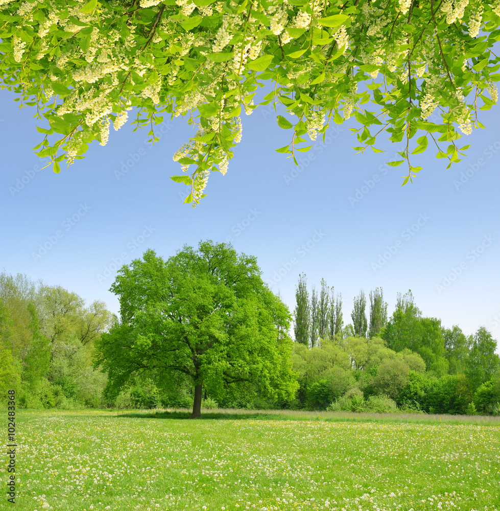 Fototapeta premium Spring landscape with flowering branch tree.