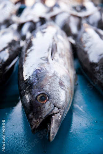 Fresh raw tuna fish in market photo