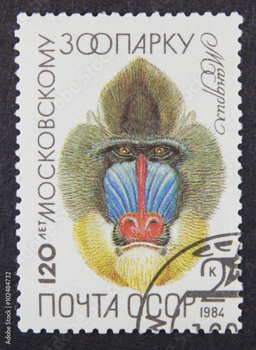 A stamp printed in Russia, shows Mandrill in Moscow Zoo, 120th Anniv. series, 1984 photo