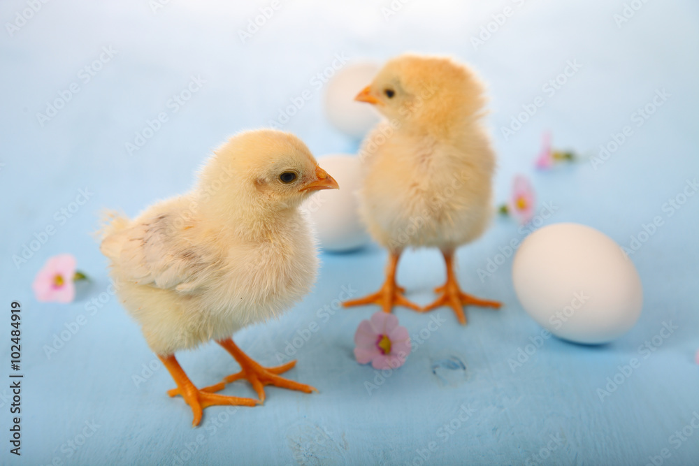 Yellow chickens and eggs  on a  wooden background