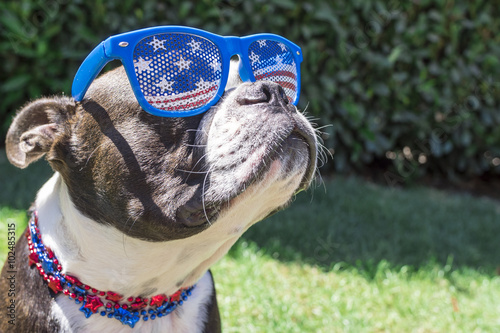 Cute Boston Terrier Dog Wearing Fourth of July Stars and Stripes Sunglasses and Necklace photo